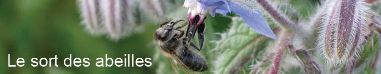  Syngenta s'occupe de près du sort des abeilles. Pour cela, elle s’oppose à la Confédération 